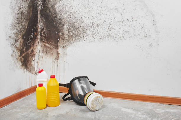 Best Same-Day Mold Removal  in Canyon Creek, WA
