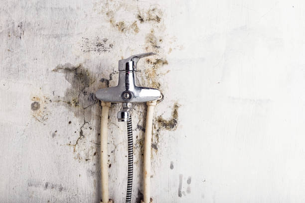 Best Mold Removal Near Me  in Canyon Creek, WA