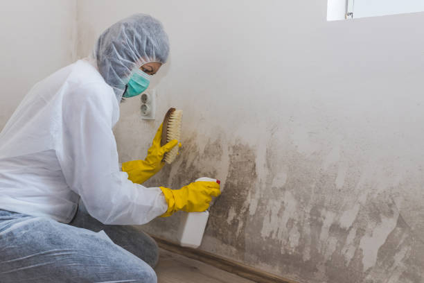 Best Emergency Mold Removal  in Canyon Creek, WA