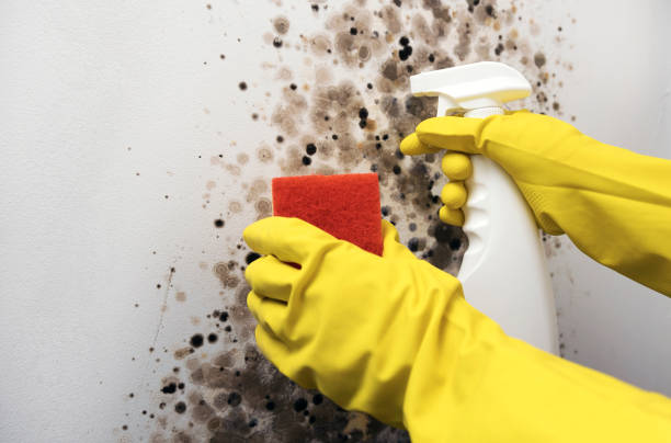 Best Fast Mold Removal  in Canyon Creek, WA